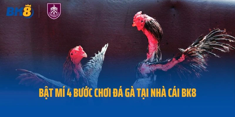 Bật mí 4 bước chơi đá gà tại nhà cái Bk8