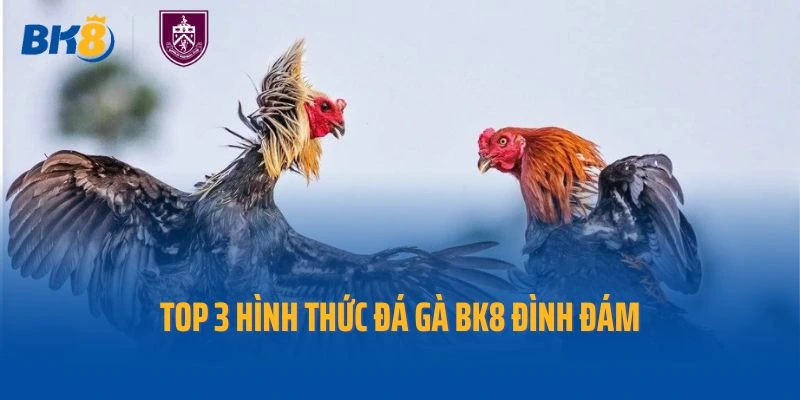 Top 3 hình thức đá gà Bk8 đình đám