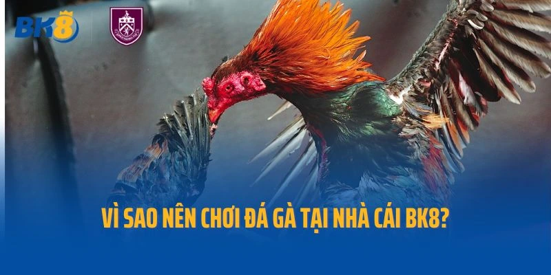 Vì sao nên chơi đá gà tại nhà cái Bk8?